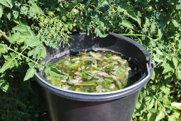 Domates bitkisinin önündeki Comfrey 'den sıvı gübre.