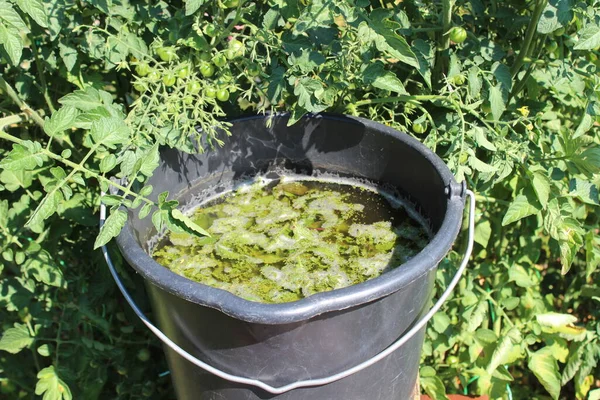 Domatesin önündeki ısırgan otlarından gelen sıvı gübre.