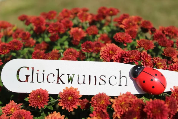 Üzerinde Bir Tabela Olan Bir Krisanthemum Alman Mesajı Tebrikler — Stok fotoğraf