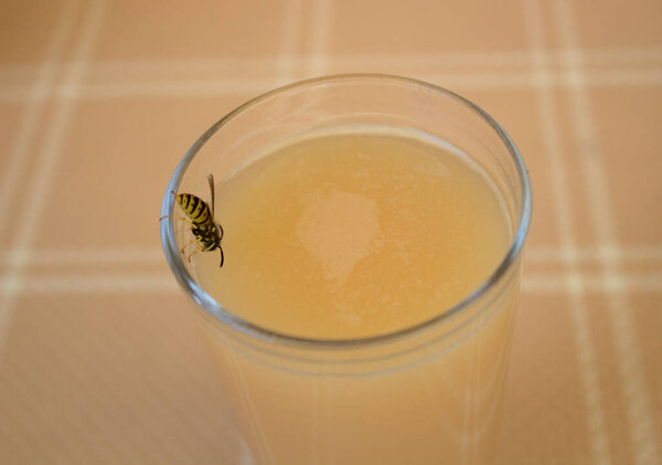 a wasp on a glass with juice