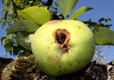 Armut üstünde bir eşek arısı