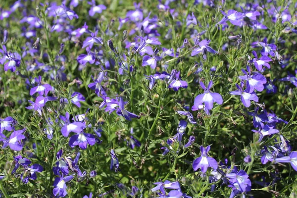 Egy Mező Lobelia Kertben — Stock Fotó