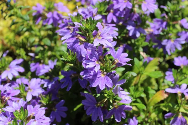 Közös Legyező Virág Kertben — Stock Fotó