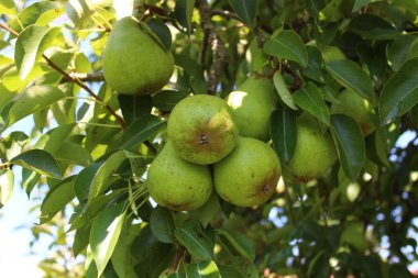 Armut ağacında armutlar