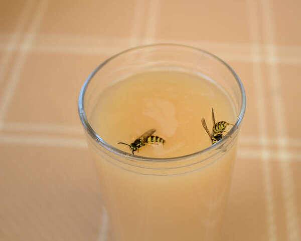 a wasp on a glass with juice