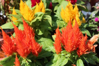 Bahçede çiçek açan selosya