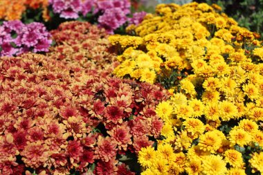 Bahçedeki renkli krizantem