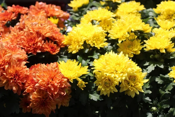 Красочный Кризантем Саду — стоковое фото