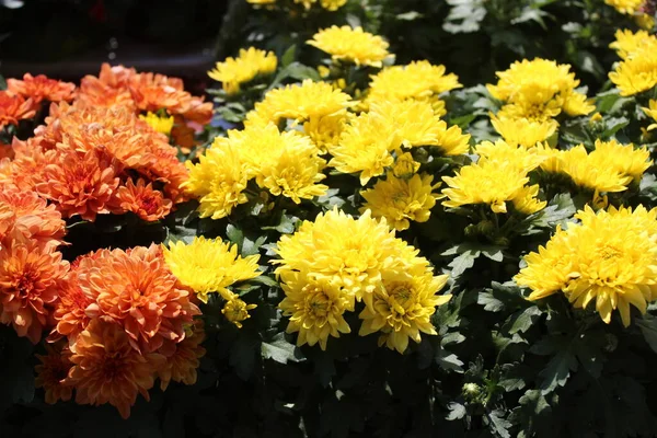 Kleurrijke Crysant Tuin — Stockfoto