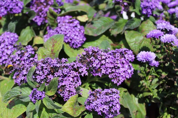 Bahçede çiçek açan vişneli turta