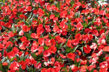 Bahçede çiçek açan meşgul Lizzie.