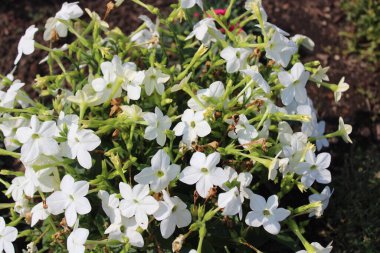 Bahçede süslü tütün var.