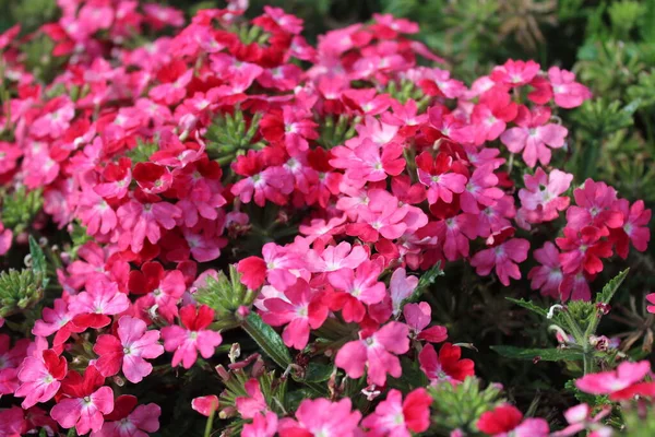 Blossomin Verbena Garden — Stock Photo, Image