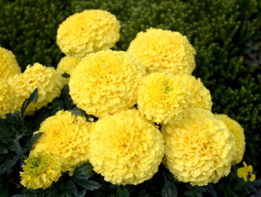 Bahçede güzel bir kadife çiçeği