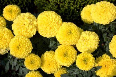 Bahçede güzel bir kadife çiçeği