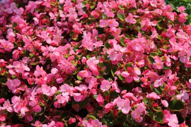 Bahçede balmumu begonyası