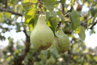 Armut ağacında armutlar