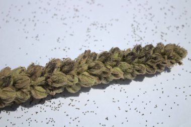 Tohumları olan kurumuş bir Mullein.