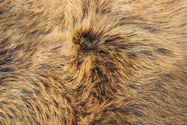 Picture Shows Wild Boar Fur — Stock Photo, Image