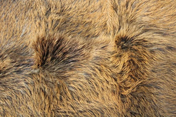 Εικόνα Δείχνει Μια Γούνα Αγριόχοιρου — Φωτογραφία Αρχείου