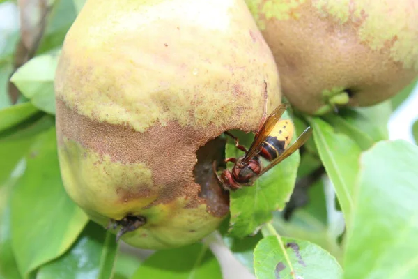 Frelon Sur Une Poire Dans Jardin — Photo