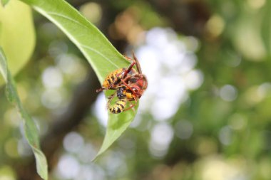 Bir eşek arısı bir...