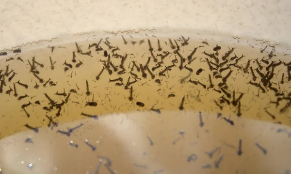Larvas Mosquitos Água — Fotografia de Stock