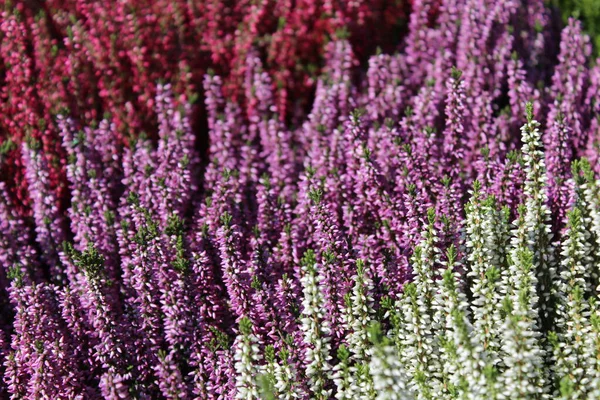 Colorful Heather Garden — Stock Photo, Image