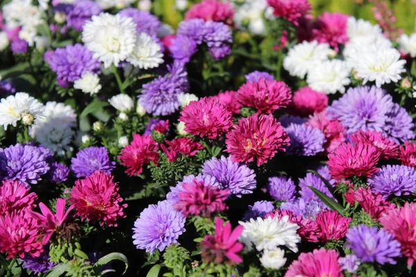 Kleurrijke Crysant Tuin — Stockfoto