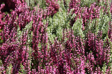 Bahçedeki renkli funda