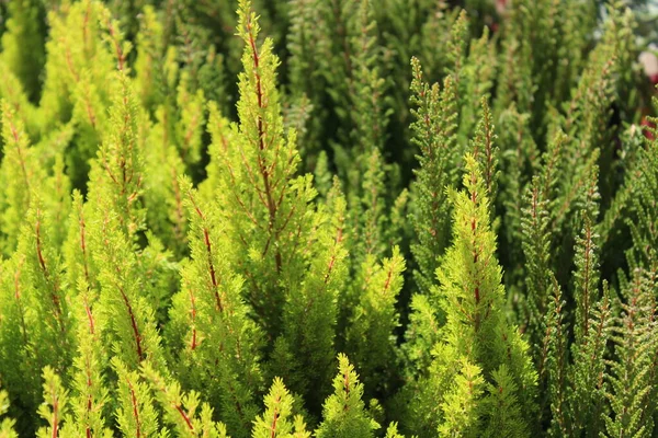 Colorful Heather Garden — Stock Photo, Image