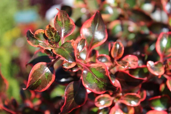 Coprosma Coloré Dans Jardin — Photo