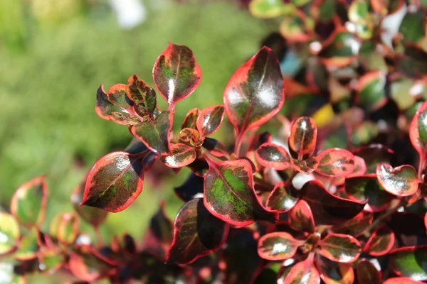 Coprosma Coloré Dans Jardin — Photo