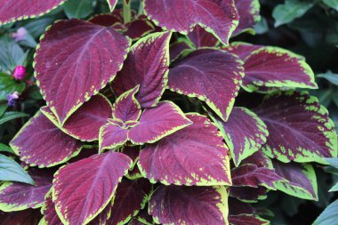 Bahçede alevli ısırgan otları