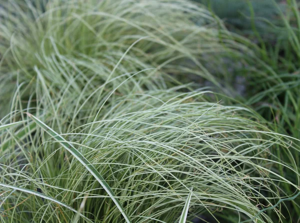 Herbe Ornementale Colorée Dans Jardin — Photo