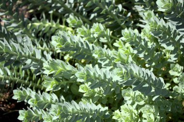 Bahçede sürünen bir böcek.