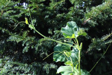 Ağaçta sürünen bir balkabağı bitkisi