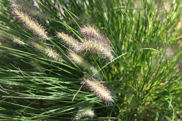 Anão Fonte Grama Jardim — Fotografia de Stock