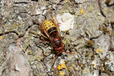 Ağaçta bir eşek arısı