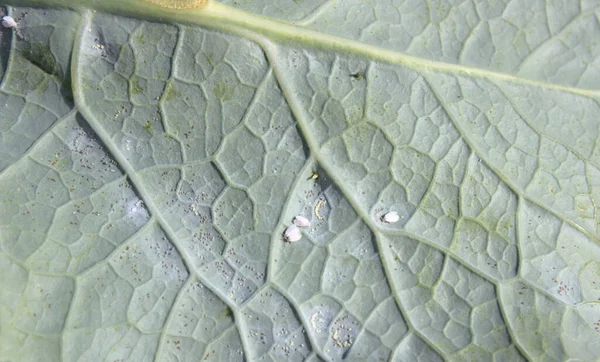 Greenhouse whitefly on the cabbage — Stock Image Greenhouse Whitefly Cabbage Royalty Free Stock Images