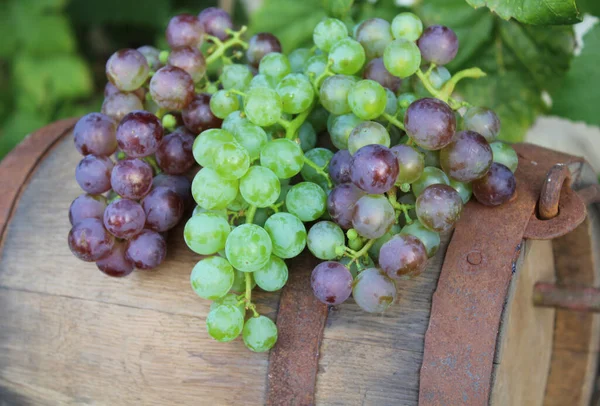 Delicious Grapes Wooden Barrel — Stock Photo, Image