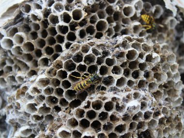 Arı kovanına arı kovanları