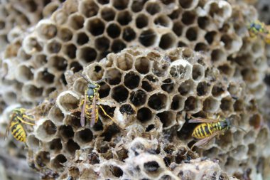 Arı kovanına arı kovanları