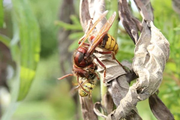 Hornet Eats Wasp — Stock Photo, Image