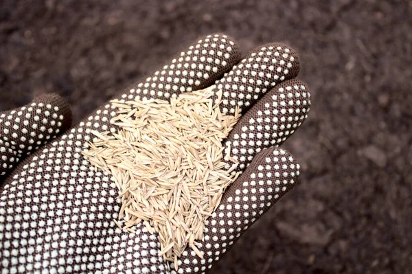 lawn seeds on a hand