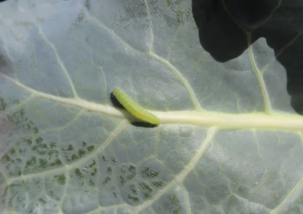 卷心菜蝴蝶的毛虫 — 图库照片