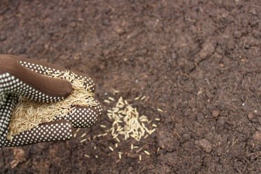 Bir elde çimen tohumu