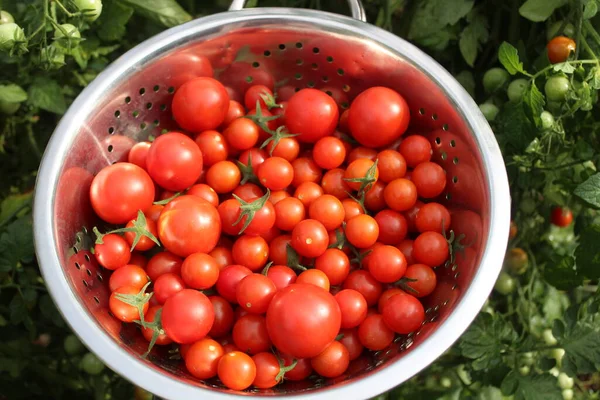 Delicious Ripe Tomatoes Garden — Stock Photo, Image