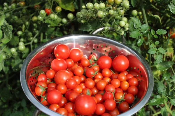 Pyszne Dojrzałe Pomidory Ogrodzie — Zdjęcie stockowe