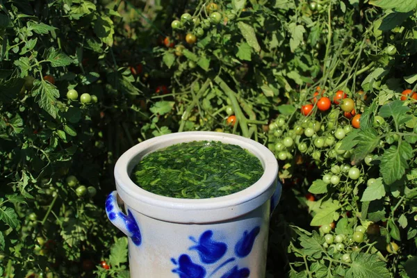 Domatesin önündeki domates yapraklarından çıkan sıvı gübre.